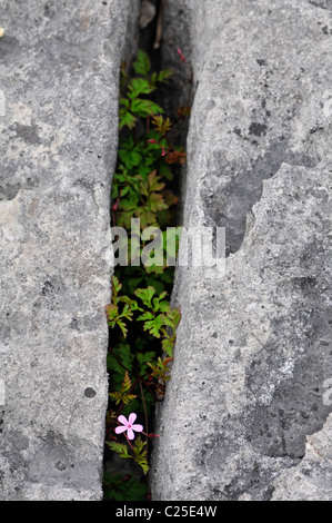 Geranium robertianum herbe : Robert. De plus en plus sur gryke lapiez. Le Burren, comté de Clare, Irlande. Banque D'Images