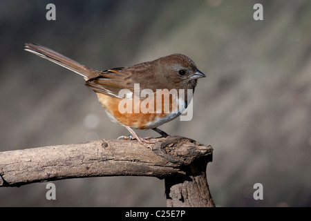 De l'est féminin (Tohi tacheté Pipilo erythrophthalmus) perché sur une branche dans la ville de New York's Central Park Banque D'Images