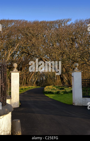 Porte d'entrée avec piliers blancs et l'allée menant au Forrest avec ciel bleu Banque D'Images