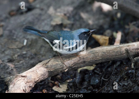 Mâle adulte, la paruline bleue à gorge noire (Dendroica caerulescens) perché sur une branche dans la ville de New York's Central Park Banque D'Images