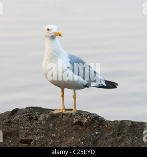 Mouette debout sur un rocher au bord de la mer Banque D'Images