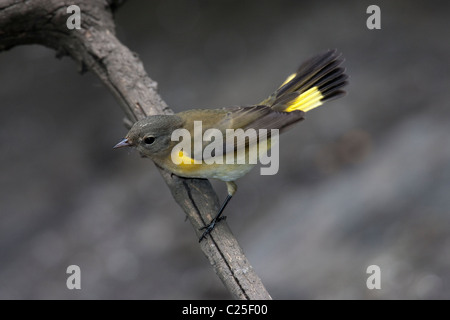 Femme Paruline flamboyante (Setophaga ruticilla) perché sur une branche Banque D'Images