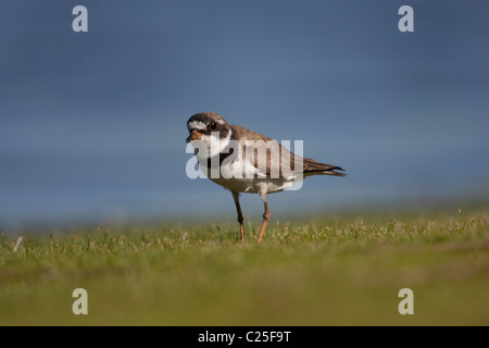 Des profils Pluvier semipalmé (Charadrius semipalmatus) debout dans l'herbe courte Banque D'Images