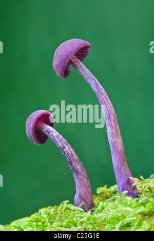 Paire d'Améthyste Laccaria amethystea (imposteur) croissant dans Moss, England, UK Banque D'Images