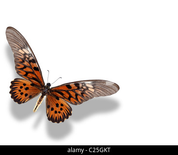 Giant African Swallowtail butterfly Banque D'Images