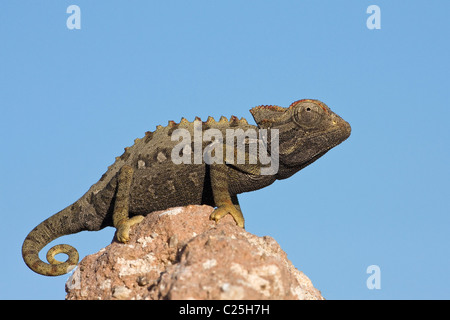 Caméléon namaqua (chamaeleo namaquensis) assis sur un rocher, namib-naukluft national park, désert du namib, Namibie Banque D'Images