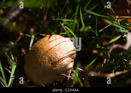 De haut en bas vue d'une petite brown toadstool poussant dans l'herbe Banque D'Images