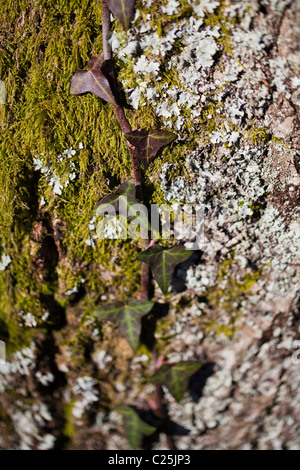 L'écorce moussue de lierre détail Banque D'Images
