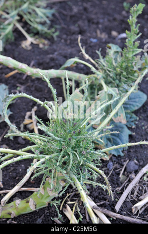 Purple Sprouting Brocoli (Brassica oleracea) Feuilles d'usine dépouillé par les pigeons dans le jardin Banque D'Images