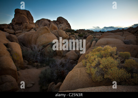 Rock area Jumbo au crépuscule à Joshua Tree National Park, Twentynine Palms, CA. Banque D'Images