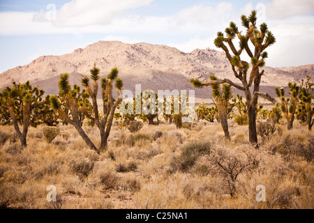 Arbres de Joshua dans le désert de Mojave dans la réserve nationale de Mojave, San Bernardino, Californie, États-Unis. Banque D'Images