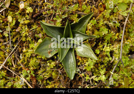 La spiranthe d'automne Lady's Orchid (Spiranthes spiralis) Banque D'Images