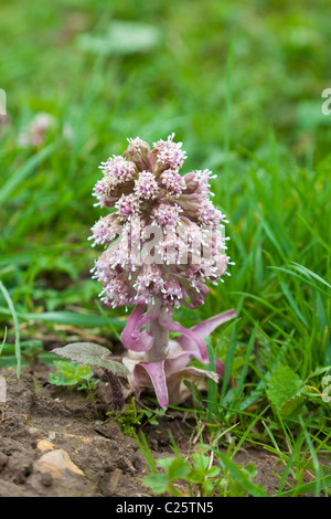 Pétasite Petasites hybridus, en fleurs avant l'apparition des feuilles grandes, Kent, UK, printemps Banque D'Images