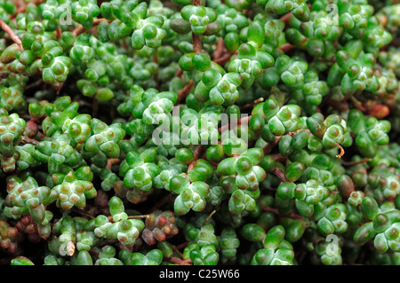 Orpin (Sedum brevifolium) Banque D'Images