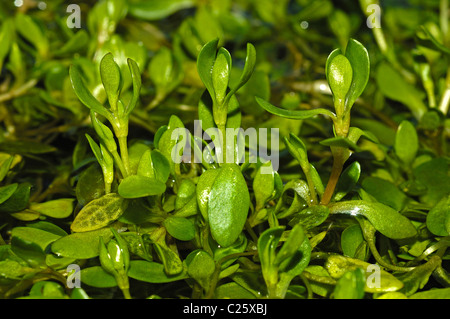 Stellaire des marais (Stellaria alsine) Banque D'Images