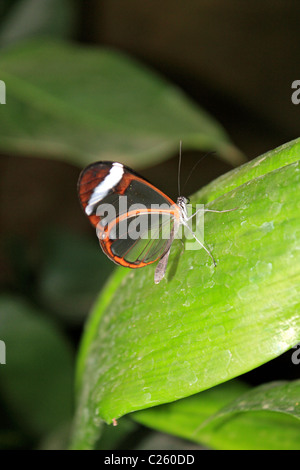 Glasswing Butterfly Greta Oto est un pinceau putois papillon aux ailes transparentes dans Surrey England UK glasshouse Wisley Banque D'Images