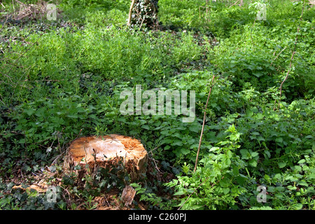 Souche d'arbre fraîchement coupé dans la forêt, England, UK Banque D'Images