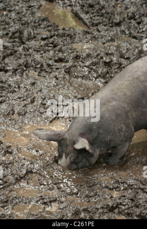 Porc Berkshire enracinement dans une boue se vautre, Granges Centre pour l'alimentation et l'Agriculture, Pocantico Hills, New York, USA Banque D'Images