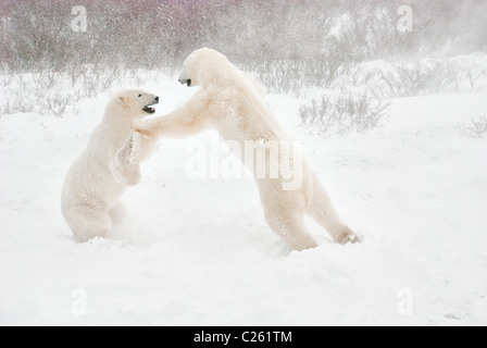 L'ours blanc, Ursus maritimus, faire semblant de se battre, Wapusk National Park, près de Hudson Bay, Cape Churchill, Manitoba, Canada Banque D'Images