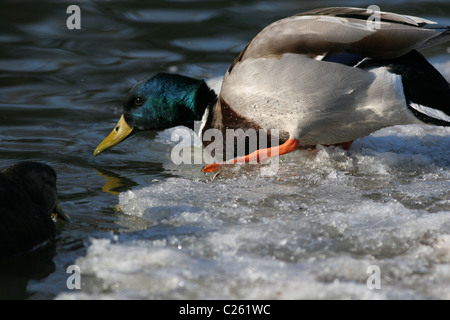 Canard Mallard Drake entre dans l'eau provisoirement Banque D'Images