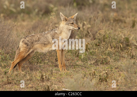 Stock photo d'un chacal à dos noir sur la savane du Serengeti. Banque D'Images