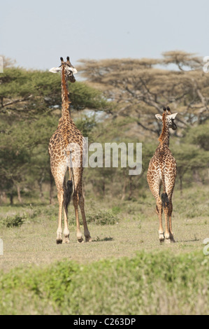 Stock photo de girafes la marche dans les bois de Ndutu. Banque D'Images