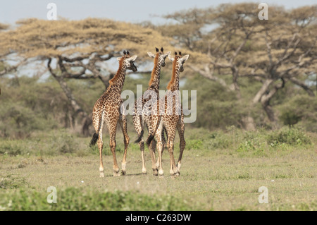 Stock photo de trois jeunes girafes la marche dans les bois de Ndutu. Banque D'Images