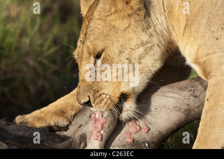 Stock photo d'une lionne de manger les testicules d'un gnou tuer. Banque D'Images