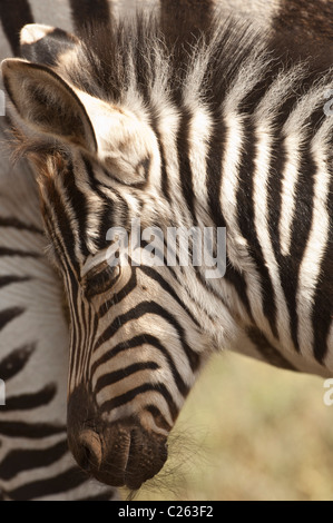 Stock photo montrant la tête d'un bébé zebra chatouilla contre sa maman. Banque D'Images