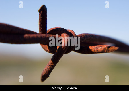 Close up of rusty Barbed Wire barb Banque D'Images