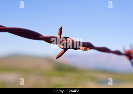 Close up of rusty Barbed Wire barb Banque D'Images