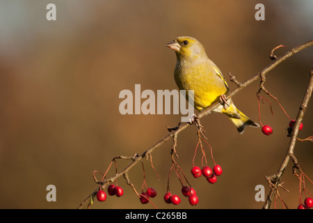 Verdier mâle perché sur une branche couverte de petits fruits. Banque D'Images