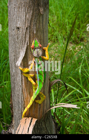 Caméléon panthère, endémique de Madagascar Banque D'Images