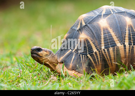 La Tortue rayonnée, tortue endémique du sud de Madagascar Banque D'Images