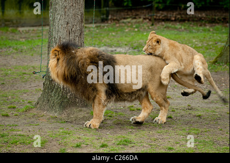 Les Lions de jouer dans le zoo Banque D'Images