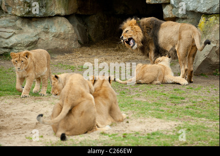 Les Lions de jouer dans le zoo Banque D'Images