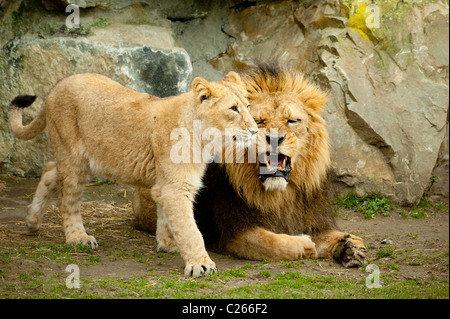 Les Lions de jouer dans le zoo Banque D'Images