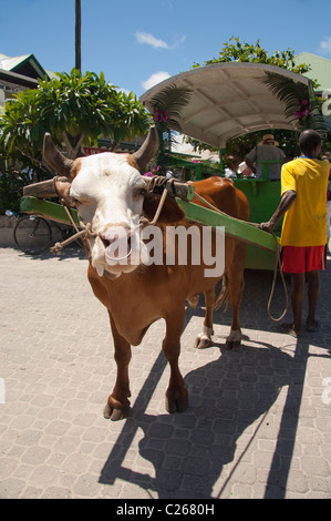 Les Seychelles, l'île de La Digue. Ville de La Passe du port. La Digue à boeufs, mode de transport typiques autour de l'île. Banque D'Images