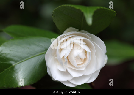 Gros plan sur une floraison de Camellia blanche au printemps à l'Arboretum de Westonbirt, Gloucestershire, Royaume-Uni Banque D'Images