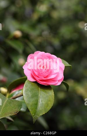 Gros plan d'un seul Camellia rose fleurit dans un jardin anglais au printemps, Angleterre, Royaume-Uni Banque D'Images