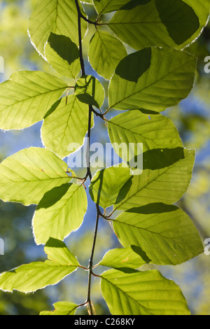 Rétro-éclairé vert frais feuilles rougeoyant au printemps soleil sur une brindille Banque D'Images