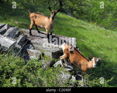 Deux chèvres courir dans un paysage de montagnes rocheuses Banque D'Images