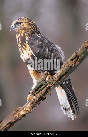 La Buse pattue ou Buse pattue Buteo lagopus perché sur membre de l'arbre d'Amérique du Nord Banque D'Images