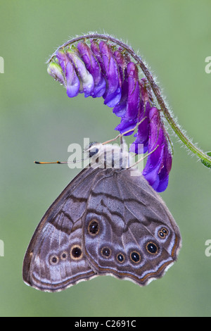 Le nord de l'effet yeux nacré Butterfly Enodia anthedon vache pollinisateurs alimentation Vesce Vicia cracca Est des Etats-Unis Banque D'Images