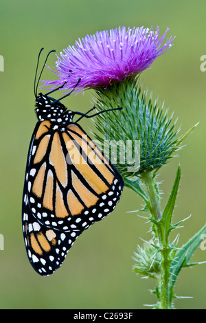 L'alimentation du monarque pollinisateurs de nectar de fleurs Cirse Cirsium vulgare Est des Etats-Unis Banque D'Images