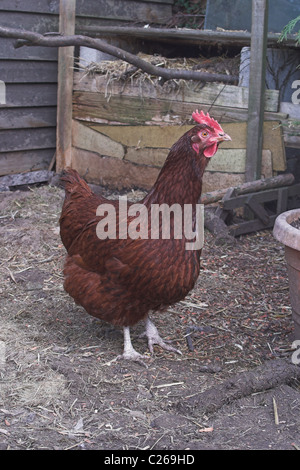 Rhode-island rouge poulet dans le jardin arrière. L'Angleterre Banque D'Images