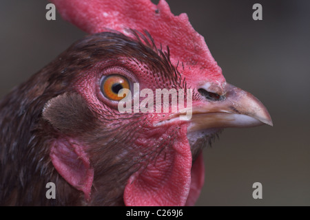 Close up of Rhode Island Red chicken. UK Banque D'Images