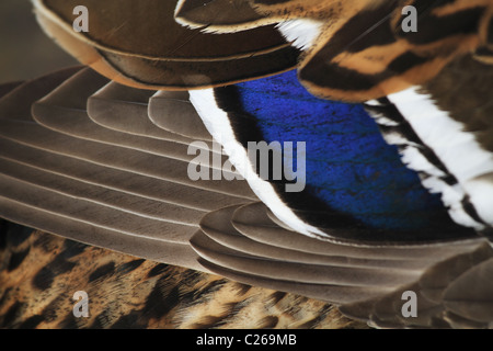 Close up detail d'un mâle Canard colvert (Anas platyrhynchos) : l'Amérique latine. Banque D'Images