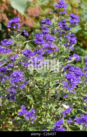 Barbe bleue azure, Caryopteris x clandonensis 'Kew Blue', Lamiaceae (Labiatae). Hybride de C. incana × C. mongholica. Banque D'Images