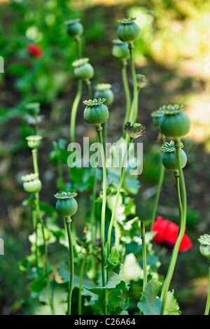 Tall poppy vert pods et les tiges de plus en jardin Banque D'Images